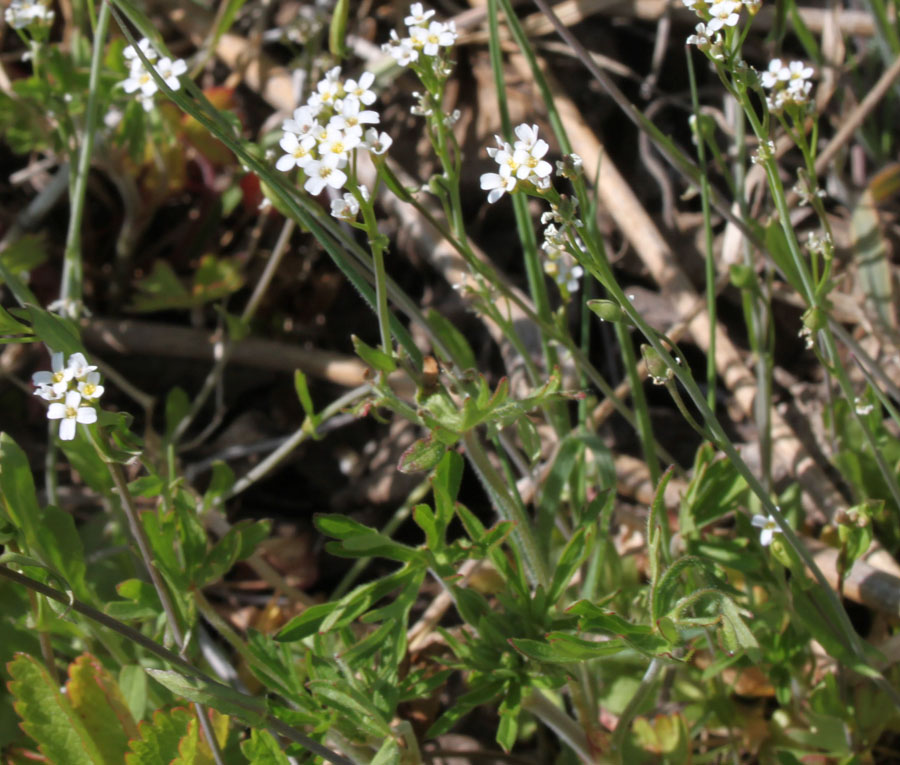 Calepina irregularis